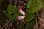 Trailing arbutus